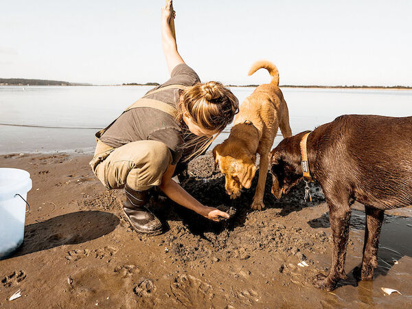 A person is playing with two dogs on a sandy beach near the water.