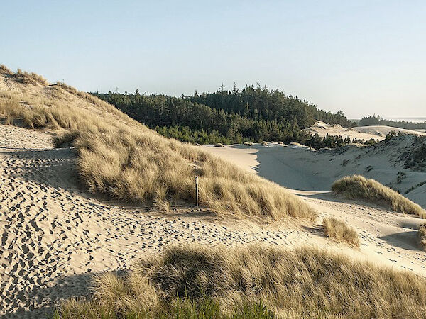 The image shows sand dunes with grass and greenery, set against a clear, blue sky and forested background.