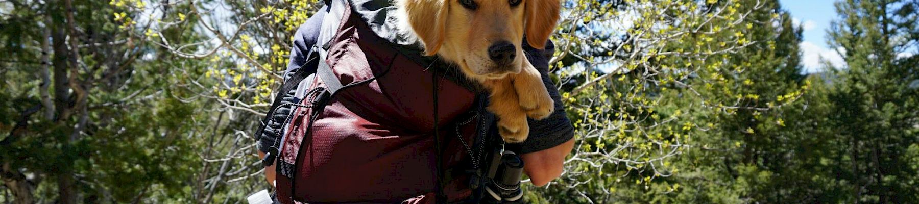 A person is hiking in the woods, carrying a golden retriever puppy in a backpack. Trees and a clear sky are visible in the background.