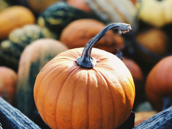 A pumpkin is in the foreground, surrounded by various gourds and squashes in the background, set in a rustic wooden crate.