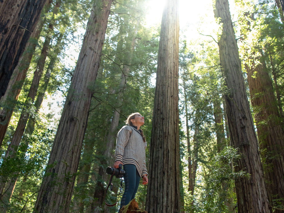 A person stands on a tree stump surrounded by tall trees, with sunlight streaming through the branches in a forest setting.