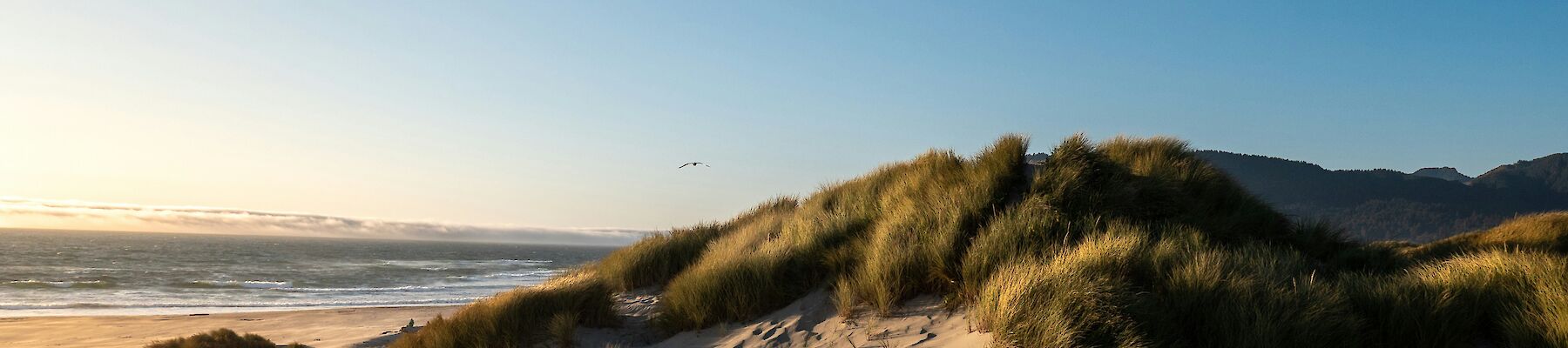 A serene beach scene with sand dunes covered in grass under a clear blue sky, overlooking the ocean as the sun sets on the horizon.