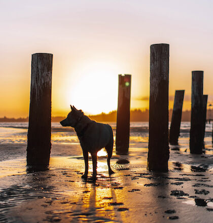 A dog stands on the beach at sunset, surrounded by wooden posts, with the sun creating a warm glow in the background.