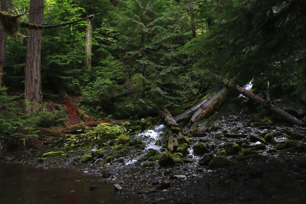A forest stream scene with mossy rocks, fallen tree across a small stream, dense evergreen trees, and gentle water trickling over stones.