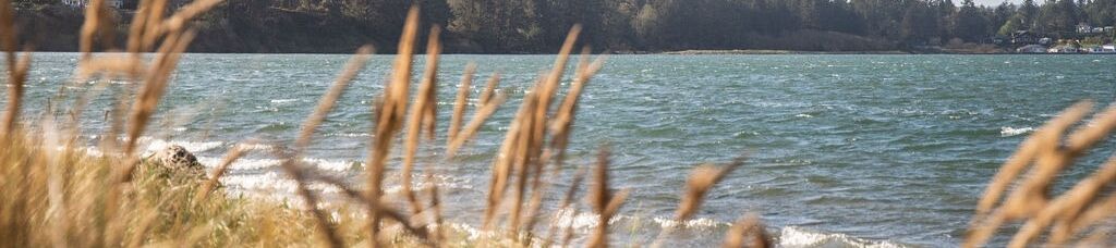 A lakeshore with windblown reeds in the foreground, choppy water, and a dense pine forest along the distant bank.