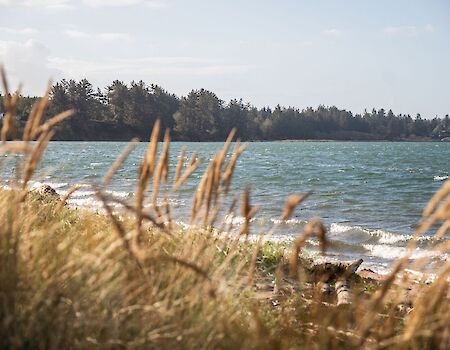 A lakeshore with windblown reeds in the foreground, choppy water, and a dense pine forest along the distant bank.
